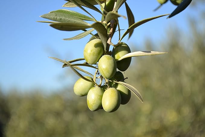 Casas De Hualdo Picual Extra Virgin Olive Oil Imported From Spain (250 ML Pack of 3)
