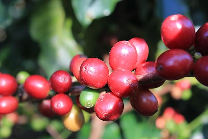 Hillkoff Coffee Beans form Northern Thai Arabica 100% Coffee Beans French Roast Whole Beans Coffee 8.8 Oz Thai Coffee House Coffee Thai Product (Medium Redish Brown Roasted) (French 250 grams)