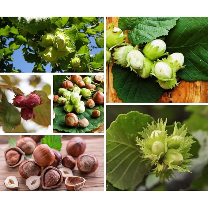 Natural Giresun Plump Hazelnut Oil 100% Cold Pressed Organic Additive-Free Authentic Turkish Product (GİRESUN FINDIK YAĞI) 1000 ml / 338 fl oz - PACK OF 2