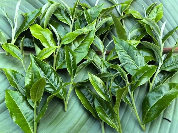 Pu-Erh Tea Pu'er Raw 357g/CakeRaw Pu Eth Tea Cake .Yunnan Pu'er tea (老班章)