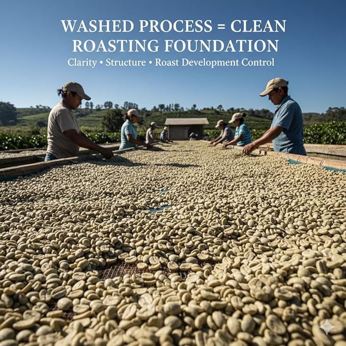 Current Crop Roasting Shop India Mysore Nuggets Green Coffee Beans – Unroasted Arabica for Home Roasting – Chikmagalur Single Origin Washed Process 10-Pound Bag