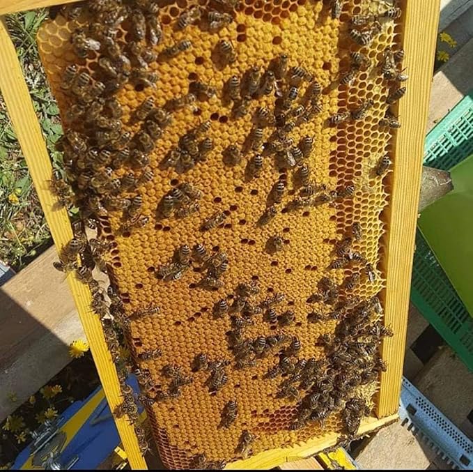 Laconic Foods | Wild Forest Honey | Raw Greek Honeydew Honey from Pine Oak Chestnut Trees &amp Wild Flowers | 315g