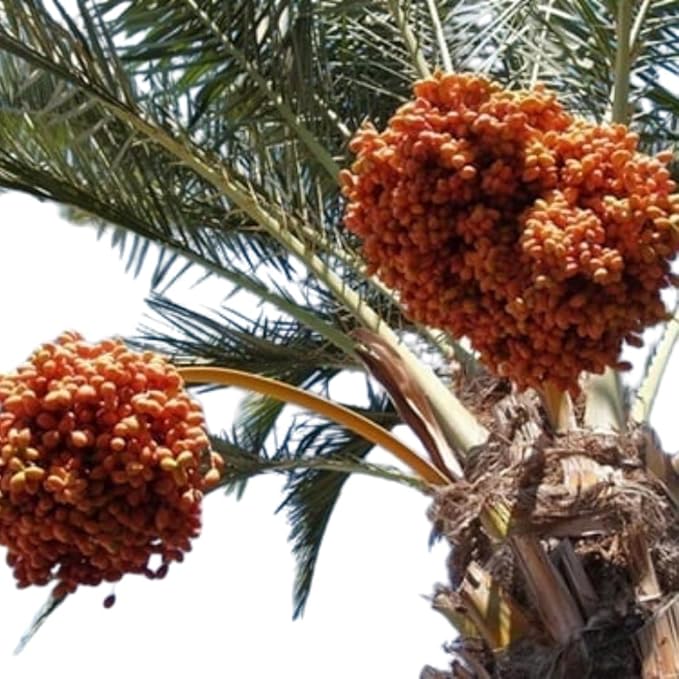 Baghdad Dates 500g - Premium Turkish Dried Hurma-Dates Sweet and Soft No Added Sugar Perfect for Snacks Ramadan Iftar and Sahur Desserts- Pack of 5