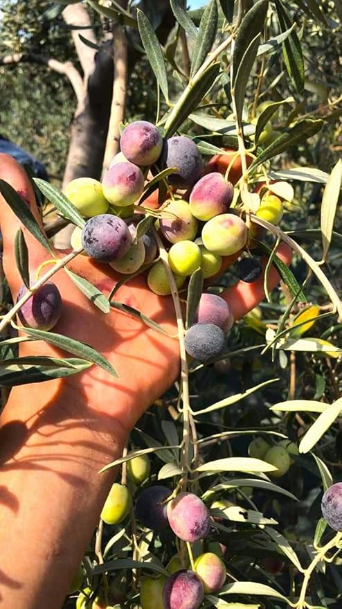 Cold Pressed Virgin Olive Oil 1 L - 33.81 Fluid Ounce Antique Ephesus Mediterranean Region of Ayvalik Turkey