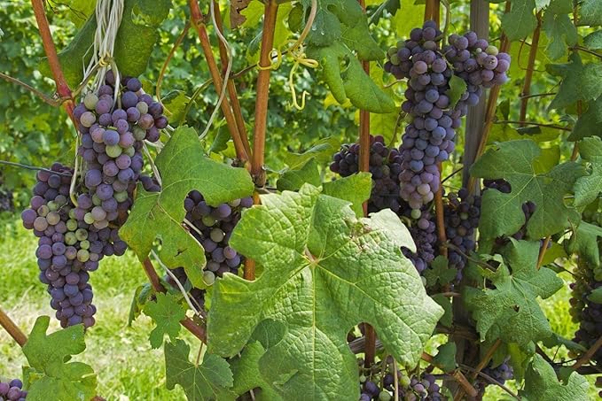 Food to Live Imported Organic Raisins 5 Pounds — Sun Dried Thompson Seedless Select Grapes Non-GMO Raw No Sugar added Pesticide-Free Kosher Vegan Lightly Coated with Organic Sunflower Oil