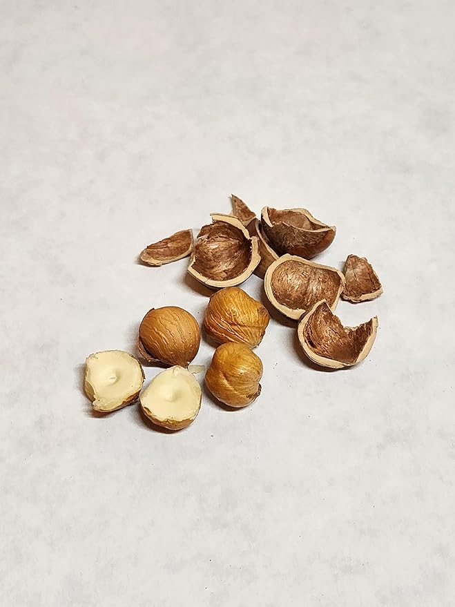 Hazelnuts in shell grown in our family's orchard in Washington state (Roasted 8 pound)