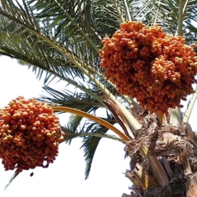 Baghdad Dates 500g - 1.10 lb Premium Turkish Dried Hurma-Dates Sweet and Soft No Added Sugar Perfect for Snacks Ramadan Iftar and Sahur Desserts