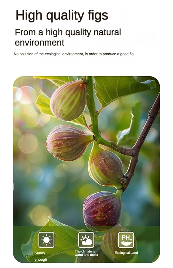 Dried Figs 500g - Large Pack Great Value Fresh and Delicious Snack Perfect for Office or Home