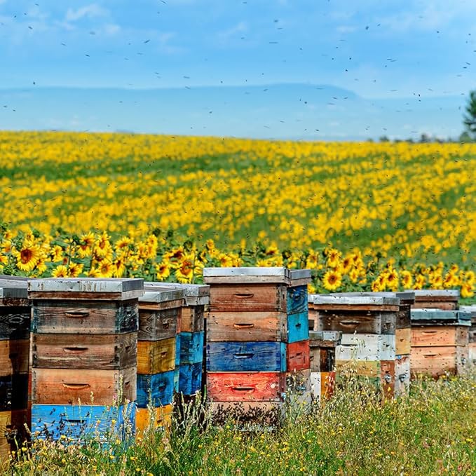 Glorybee Raw Pacific Northwest Blackberry Blossom Honey 100% US Grade A Honey 11.67 lb Bulk Pail