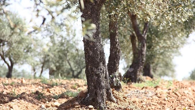 El Tilo Extra Virgin Olive Oil 5L Tin | Cold-Pressed Polyphenol-Rich EVOO from Spain | Premium Organic Unprocessed Olive Oil | Gourmet Cooking Salads &amp Baking | Trusted Quality for Chefs &amp Fa