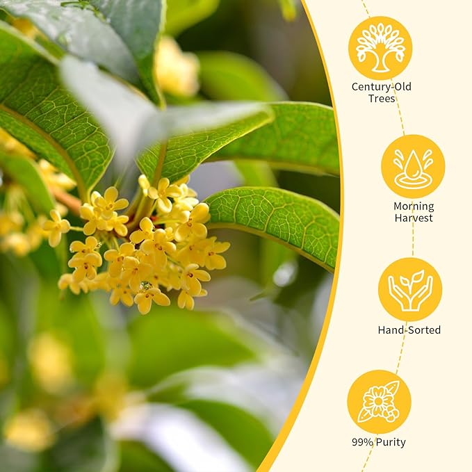 Wanhua Hall Pure Natural Osmanthus Flower Tea 1.76oz/50g Premium Osmanthus Fragrans Herb Gui Hua Dried Intact Blossoms Stem-Free Bright Golden Hue Rich Aroma 桂花 桂花干 无硫无杂