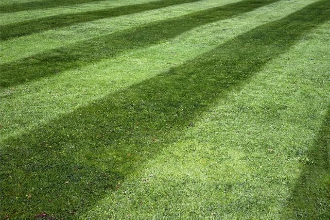 Lesco All-Pro Transition Tall Fescue Grass Seed Blend (50 lbs) – Drought-Tolerant Heat &amp Shade Resistant Insect-Resistant Lawn Seed for Durable Turf