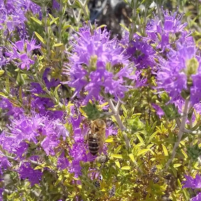 Laconic Foods | Wild Thyme Honey | Raw &amp Unfiltered Greek | Fourth-Generation Beekeepers | Single-Origin Mediterranean | 315g