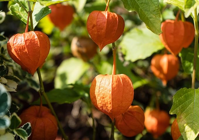 Food to Live Golden Berries 8 Pounds – Whole Dried Goldenberry Raw Unsweetened Unsulfured Kosher Ground Cherry Bulk. Rich in Vitamins A and C.