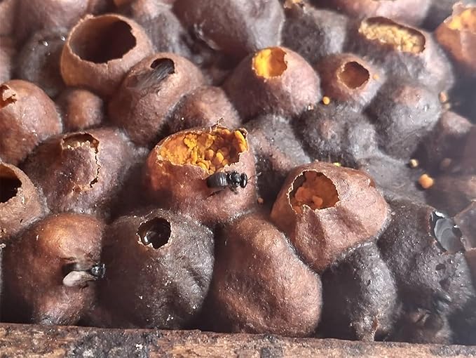 Pure Raw Melipona Honey – 20ml Dropper | Stingless Bee Honey from Nahua &amp Totonac Communities | Unfiltered Natural Limited Harvest