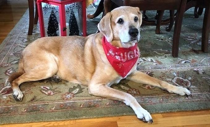 Dog Lover’s Coffee – Sandy’s Summer Blend – Light Roast by The Pawfect Brew – Sweet Blonde Espresso Blend Smooth &amp Subtle – 25% of Profits Donated to Animal Rescue – Whole Bean 1LB