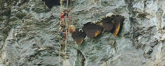 Wild Himalayan Cliff Honey Red Honey 200g from Lamjung Nepal Harvested by Indigenous Tribes Wildflower Nectar