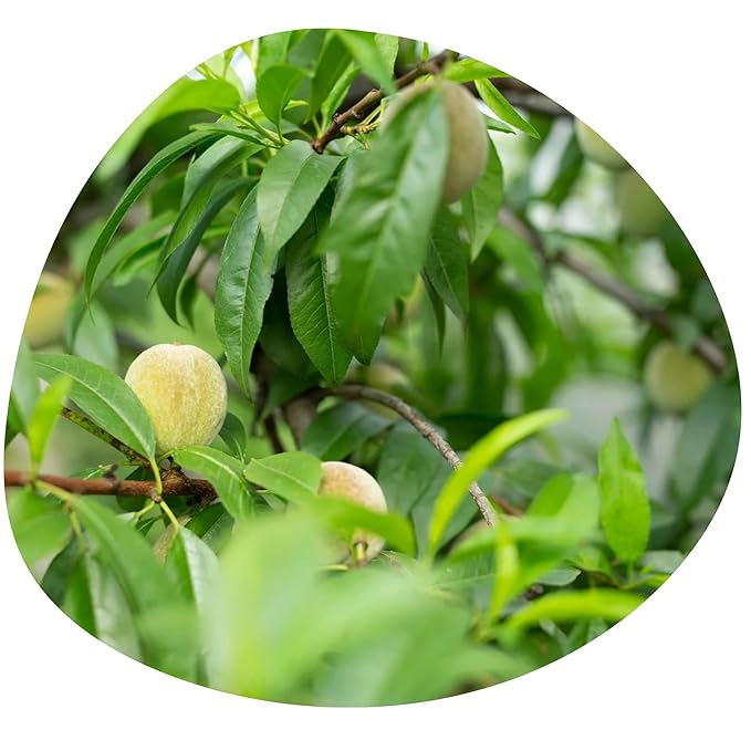 Share Original® cultured fermented Japanese apricot/plum (3-pc to taste) 30+months fermented Share Swiss Fermented