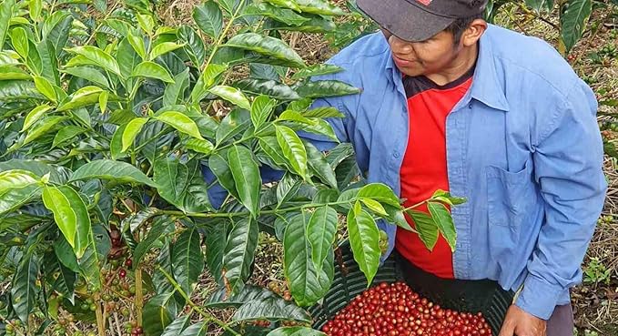 DON BATISTA 100% PANAMA GEISHA NATURAL ROASTED COFFEE BEANS 8oz227g