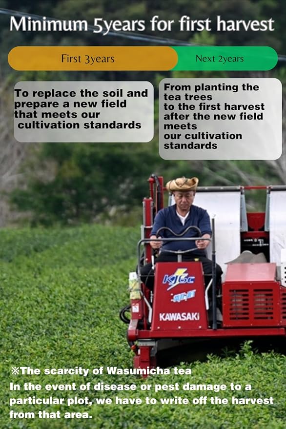 Wasumicha -Hitotsu Japanese Green Sencha Tea hot brew cold brew Biodegradable Teabag 20bags