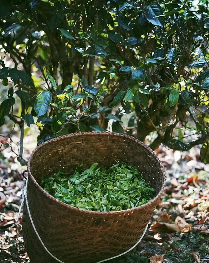 Pu-Erh Tea Pu'er Raw 357g/CakeRaw Pu Eth Tea Cake .Yunnan Pu'er tea (老班章)