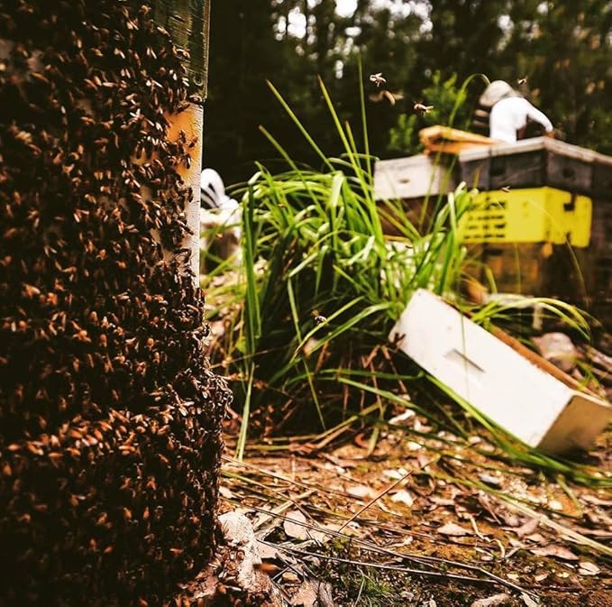 Tasmanian Honey Company Tasmanian | Christmas Bush | 350g | Unfiltered | Raw | Unheated | Hand-Crafted | Product of Australia | Iconic Metal Can |