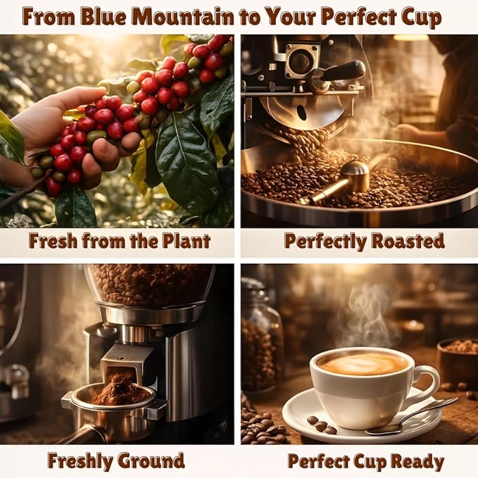 JamaicanCoffeeClub 100% Jamaican Blue Mountain Coffee Ground RG 8oz Fresh Roasted Beans Smooth Bold Flavor Premium Coffee from Jamaica Medium Grind Rich Taste Gourmet Blend