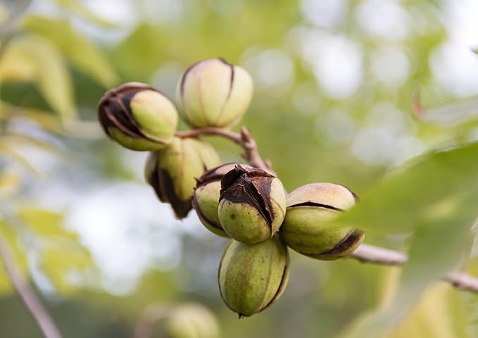 Food to Live - Dry Roasted Pecan Halves 3 Pounds – Oven Roasted Nuts Unsalted No Oil Added Vegan Kosher. Good Source of Protein and Fiber.