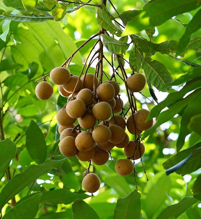 Natural Dried Longan Fruit No Sugar Added 17.64 Oz Premium Selected