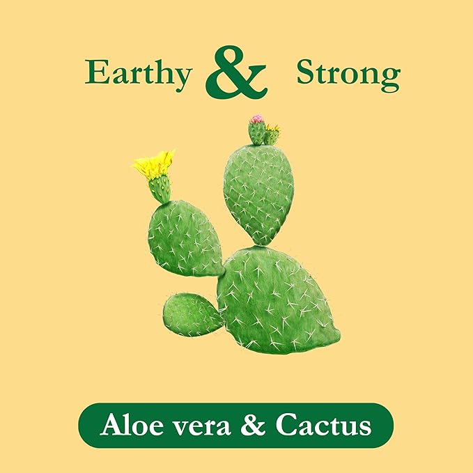 Tadin Aloe Vera Cactus Herbal Tea Caffeine Free 24 Tea Bag Per Box Pack of 6 Boxes Total