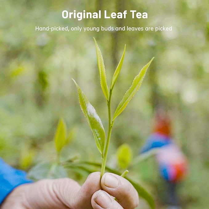 iTeaworld Chinese Green Tea Sampler - 6 Flavors Green tea loose leaf Bag - Chinese Tea With Mediumly Caffeinated Sugar Free Loose Leaf Tea for Health Come with 20 Tea Bags 3.5oz