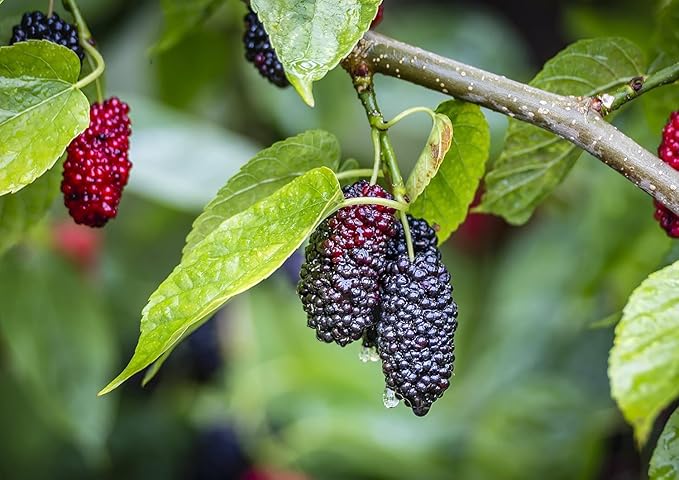 Food to Live Organic Dried Black Mulberries 3 Pounds – Non-GMO Raw Fruit Unsulfured Unsweetened Vegan Mulberry in Bulk. Great for Snacking Desserts and Granola. No Sugar Added.