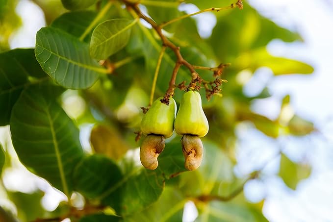 Food to Live - Organic Cashew Pieces 3 Pounds - Non-GMO Kosher Raw Vegan Unsalted Unroasted Bulk