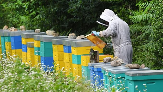 Buckwheat honey - 300g jar - 100% natural harvested in the Breton regions of France a pure and unique honey.