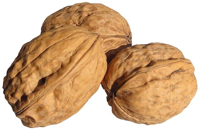 In Shell Walnuts (2 Lbs.) - Large Natural California Walnuts - Great Source of Omega 3 - Fresh New Crop - Bursting with Flavor - Farm Fresh Nuts Brand