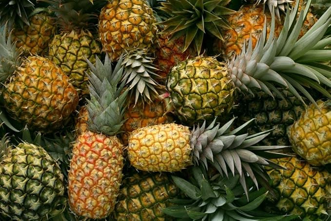 Food to Live - Organic Dried Pineapple Rings 10 Pounds Non-GMO Flavorful Chewy Fruit Snack Vegan Unsulfured No Sugar Added Bulk Addition to Desserts Cakes Pies No Sulphites Unsweetened