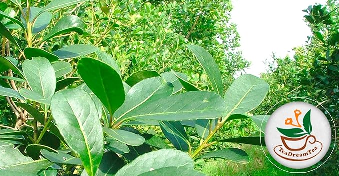 Yerba Mate Tea - Green Cut &amp Sifted - Unsmoked Energy Boost - 300 Tea Bags - Packed with Nutrients - Your Perfect Coffee Replacement