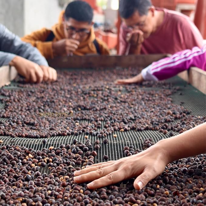 Coffee Adventures Green Unroasted Coffee Beans From Peru - Finca Santa Estela Single Estate Blend - Caturra Catuaí Catimor Typica Bourbon Blend - Direct Trade Green Coffee Beans for Coffee Roaster