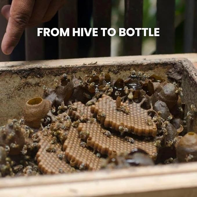 Melipona Honey | Stingless Bee Honey | Miel Melipona | Authentic | 100% Natural | Raw | Pure | Sweet &amp Tangy | JIMERITO | Yucatán | IMPORTED FROM MEXICO Premium Grade (30ML)