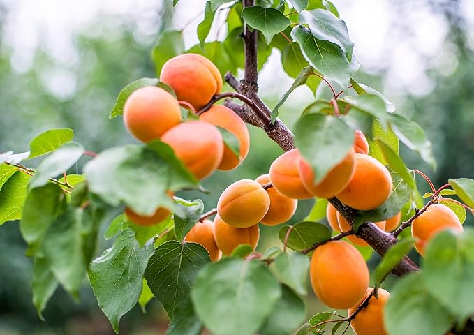 Food to Live Dried Apricots 28 Pounds – Kosher Vegan Bulk Product of Turkey