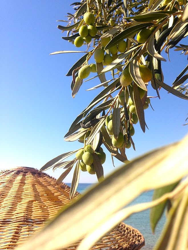 Extra Virgin Olive Oil Cold Pressed - London Award-Winning - 33.81 Fluid OunceAntique Ephesus Mediterranean Region of Ayvalik Turkey (Extra Virgin)