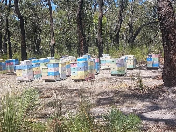Generic Jarrah Honey TA 35+ - 500 gram - Jarrah Honey is nectar gathered by bees from the flowers of the Jarrah Tree (3)