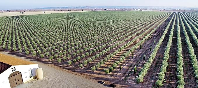PALACIO DE LOS OLIVOS - Spanish Extra Virgin Olive Oil (Arbequina Variety) - 3 Litre Tin