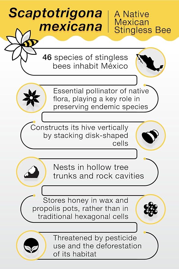 Pure Raw Melipona Honey – 20ml Dropper | Stingless Bee Honey from Nahua &amp Totonac Communities | Unfiltered Natural Limited Harvest