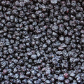 Dried Blueberries by Its Delish 10 Lbs Bulk | Fresh Dry Blueberry Fruit Berry Snack Blue Berries for Baking and Snacking | Healthy Snacks Vegan Kosher