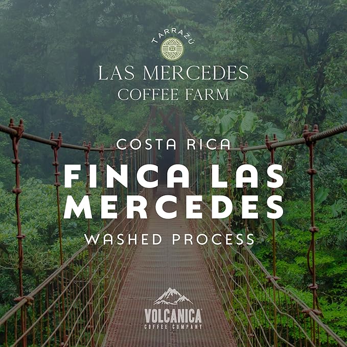 Costa Rican Coffee Finca Las Mercedes Tarrazu Whole Bean Medium Roast Washed Process Fresh Roasted 16-ounce