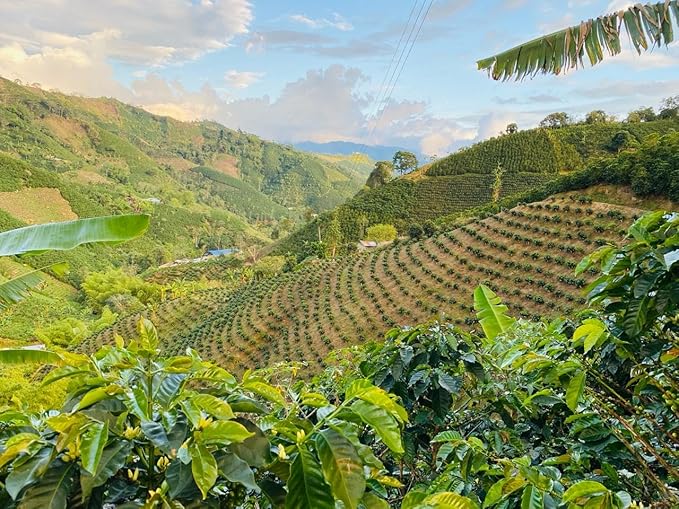 Colombian Coffee Specialty: Bourbon Rosado 227g 8onz Ground – Medium Roast