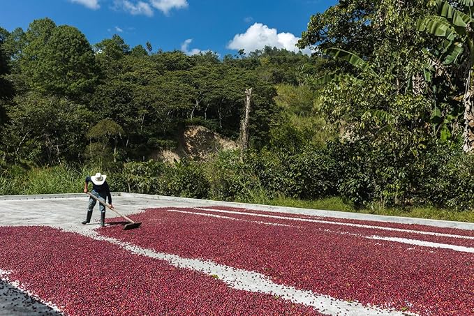 Ethiopian Yirgacheffe - Floral &amp Citrus | Single Origin | Medium Roast | Washed Process | 12 oz Whole Bean | Galeano Coffee