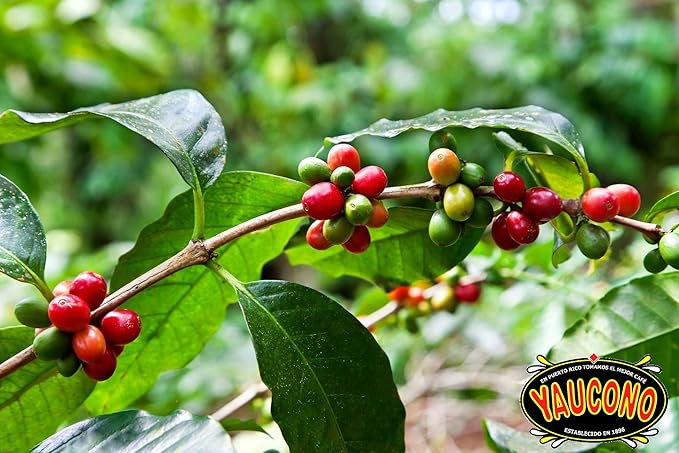 Alto Grande Medium-Dark Roast and Yaucono Medium Roast Whole Bean Coffee one bag of each 2 Pound (Pack of 2)