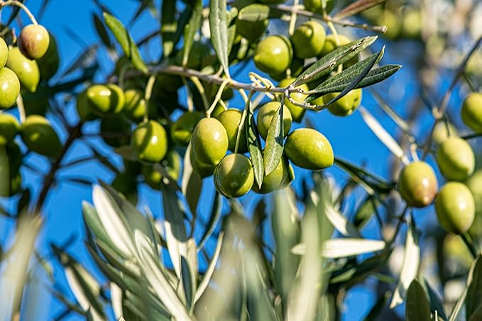 Regios Extra Virgin Olive Oil Picual Early Harvest 2024/25! Award Winning Spanish Family Farm Andalucía Spain Low Acidity RIch in Polyphenols 500ml (16.9 FL OZ) (Blend)